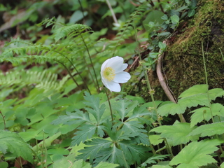 Anemone nikoensis