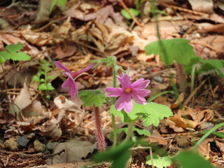 Primula kisoana var. shikokiana