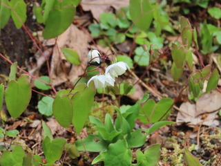 Epimedium diphyllum