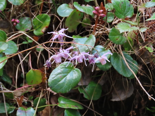 Epimedium grandiflorum var. thunbergianum