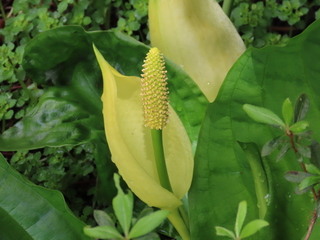 Lysichiton americanus