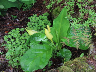 Lysichiton americanus