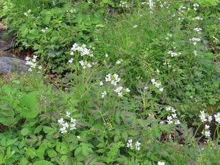 Cardamine appendiculata