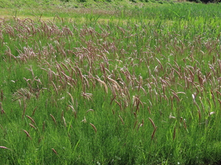 Imperata cylindrica