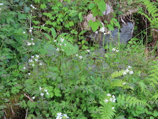 Cardamine appendiculata