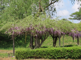 Wisteria floribunda