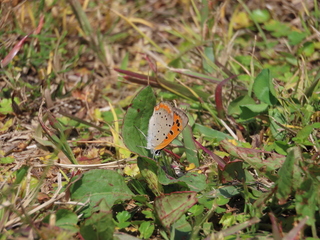 Lycaena phlaeas