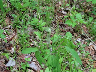 Arisaema serratum