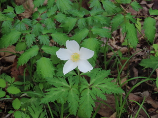 Anemone nikoensis