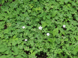 Anemone flaccida