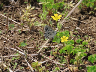 Zizeeria maha
