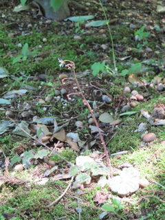 Saxifraga stolonifera f. aptera