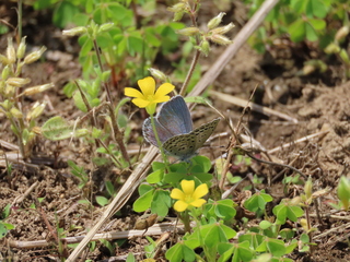 Zizeeria maha