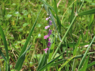 Spiranthes sinensis