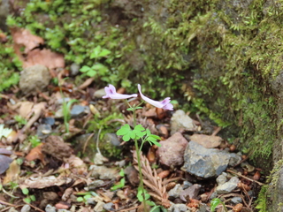 Corydalis decumbens