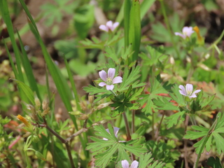 Geranium carolinianum
