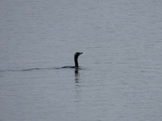 Phalacrocorax carbo