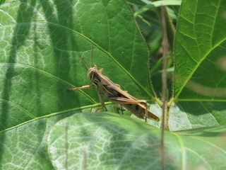 Patanga japonica