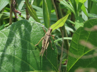 Patanga japonica