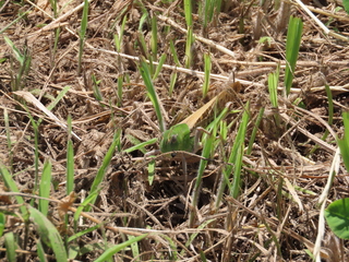 Locusta migratoria