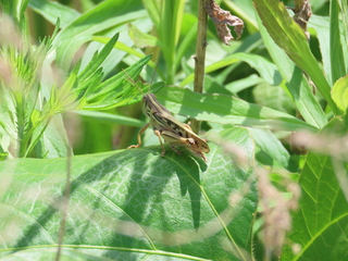 Patanga japonica