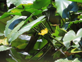 Nuphar japonica