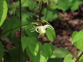 Epimedium koreanum