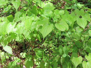 Epimedium koreanum