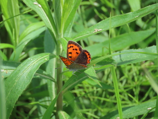 Lycaena phlaeas