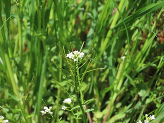 Cardamine regeliana