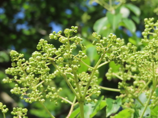 Euscaphis japonica