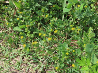 Trifolium dubium