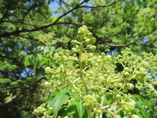 Euscaphis japonica