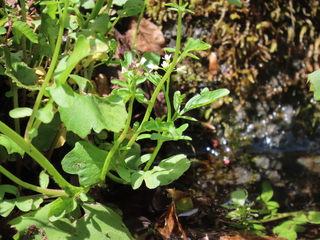 Cardamine regeliana