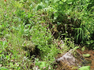Cardamine regeliana