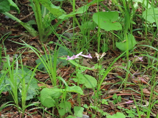 Corydalis decumbens