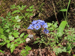 Gentiana zollingeri