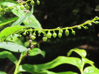 Leucothoe grayana
