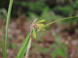 Cymbidium goeringii
