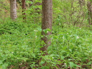 Disporum smilacinum
