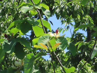Magnolia obovata
