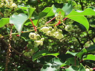 Actinidia arguta