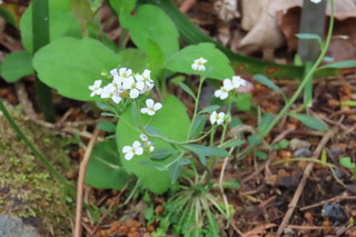 Arabidopsis lyrata