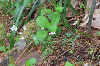 Arabidopsis lyrata