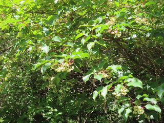 Actinidia arguta
