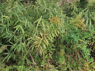 Solidago canadensis