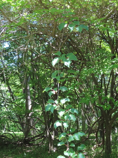 Actinidia arguta