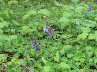 Meehania urticifolia