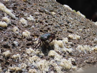 Pachygrapsus crassipes