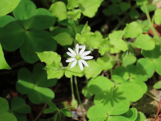 Stellaria sessiliflora
